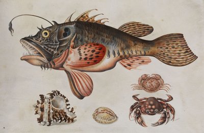 Pesce di profondità, granchi e lumache di mare da Maria Sibylla Merian